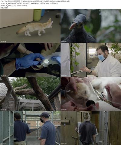 The Zoo US S05E08 Tiny Fox Big Heart 1080p HEVC x265 