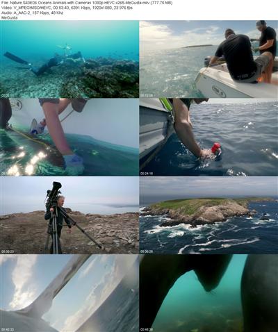 Nature S40E06 Oceans Animals with Cameras 1080p HEVC x265 