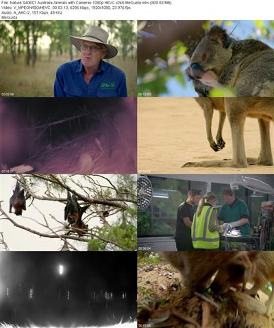 Nature S40E07 Australia Animals with Cameras 1080p HEVC x265 