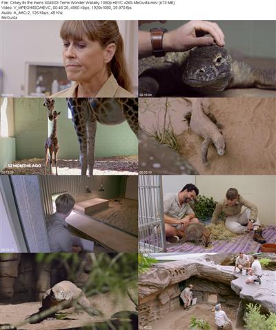 Crikey Its the Irwins S04E03 Terris Wonder Wallaby 1080p HEVC x265 