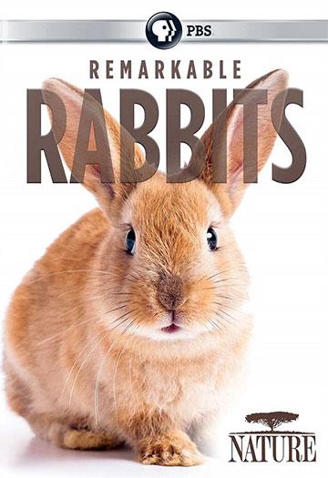   :   / Remarkable Rabbits (2020) SATRip-AVC | P