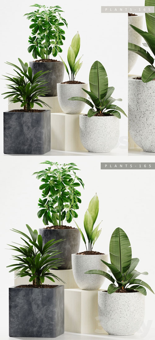 3D Models PLANTS 165