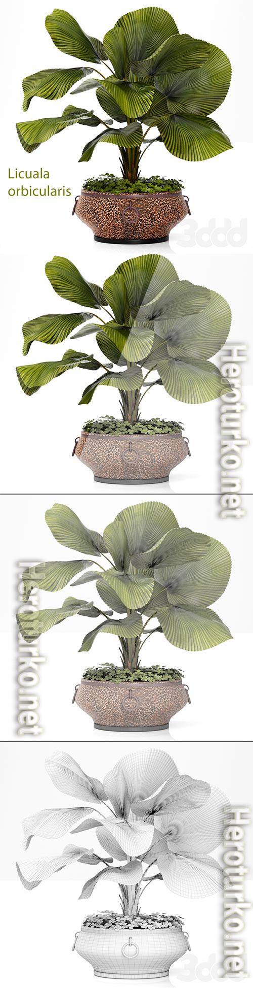 Licuala plants