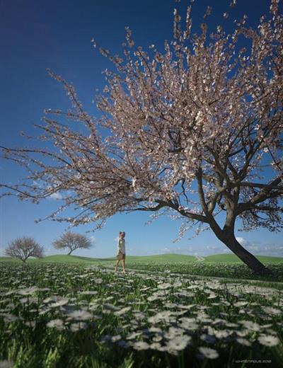 SAKURA ULTIMATE TREE