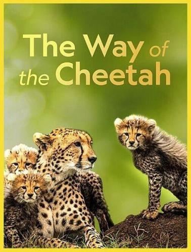 Путь / Судьба гепарда / The Way Of The Cheetah (2022) HDTVRip 720p