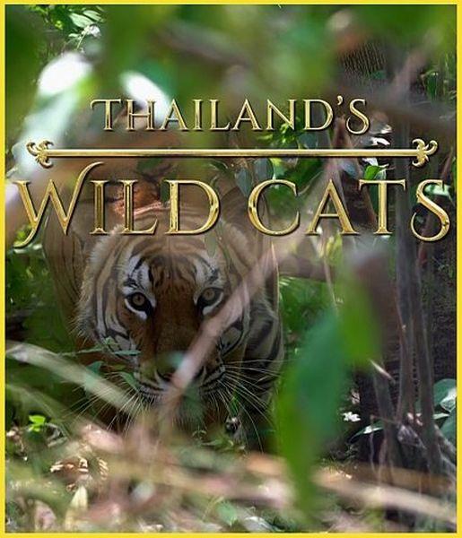    / Thailand's Wild Cats (2021) HDTVRip 720p