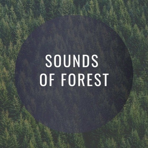 VA - Masa - Sounds of Forest (2022) (MP3)