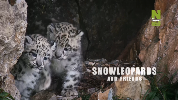 Irbisy i przyjaciele / Snow Leopards and Friends (2021) PL.DOCU.1080i.HDTV.H264-TVmaniak | Polski Lektor