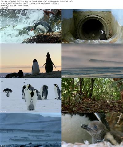 Nature S40E08 Penguins Meet the Family 1080p HEVC x265 