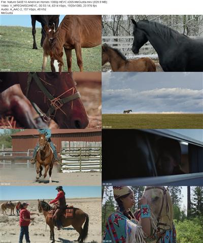 Nature S40E10 American Horses 1080p HEVC x265 