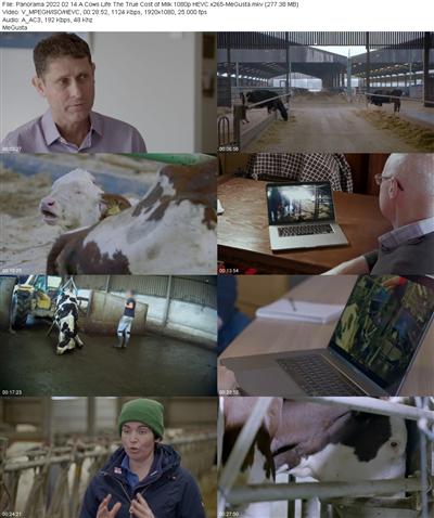 Panorama 2022 02 14 A Cows Life The True Cost of Milk 1080p HEVC x265 