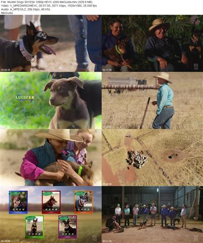 Muster Dogs S01E04 1080p HEVC x265 