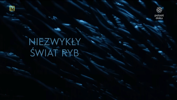 Niezwykły świat ryb / Something Fishy (2020) PL.DOCU.1080i.HDTV.H264-TVmaniak | Polski Lektor