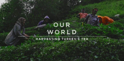 BBC Our World - Harvesting Turkey's Tea (2022)