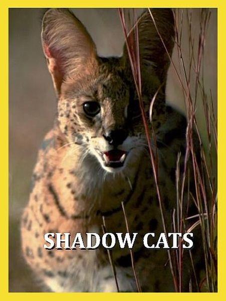 Обитатели тени / Shadow Cats (2021) HDTVRip 720p