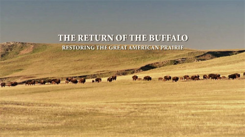 Off the Fence - Return of The Buffalo: Restoring American prairie(2010)