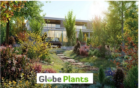 Globe Plants - Bundle 25 - Temperate Plants 02 (3D Model)