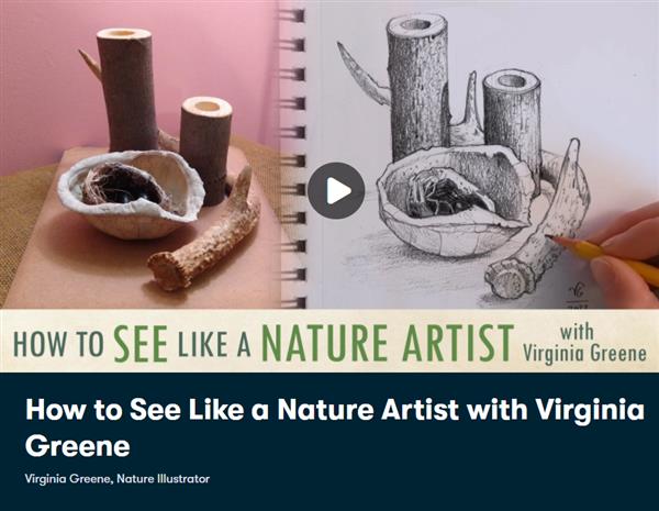 How to See Like a Nature Artist with Virginia Greene