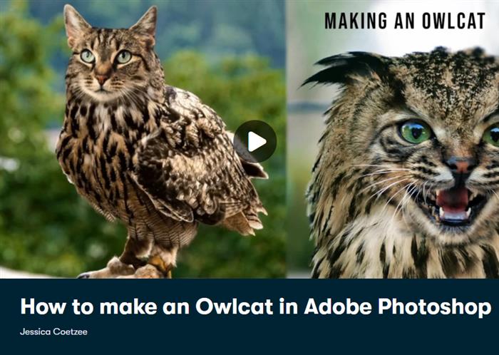 How to make an Owlcat in Adobe Photoshop