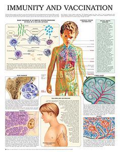 Immunity and vaccination e chart Full illustrated