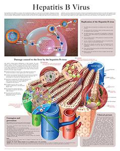 Hepatitis B Virus e-chart Full illustrated