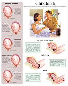 Childbirth e-chart Full illustrated