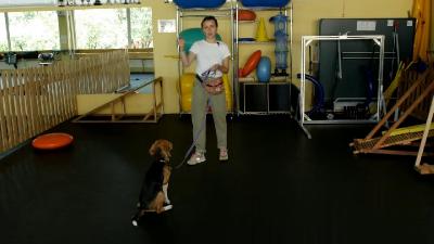Собака: инструкция по применению (Видеокурс)