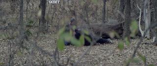 Белохвост (2021)