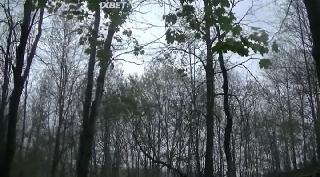 Хроники Косгроува (2019)