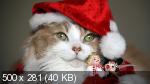 Wallpapers Cats-Dogs 26.10.2021