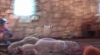  (2021)