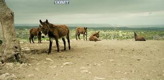 Дорога к лимонной роще (2019)