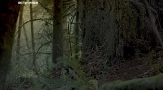 (2018)