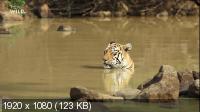 Тигриная королева Тару / Tiger Queen of Taru (2020) WEBRip 1080p