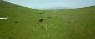 Круг костей (2020)