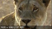 Львицы: борьба за выживание / Lions: The Hunt For Survival (2021) WEBRip 1080p