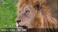 Сесил: Наследие короля / Cecil: The Legacy of a King (2020) WEBRip 1080p