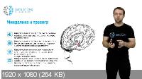 Сила от ума - Эволюция нервной системы 2.0 (2021/WEBRip/Rus)