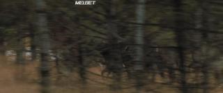 Последний сын(2021)