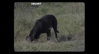 Подношение (2020)