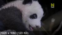 Редкие и выжившие: Культовые животные Китая / Rare Survivors - China’s iconic Wildlife (2020) HDTV 1080p