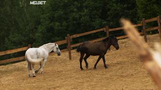 Узелки и апельсины (2019)