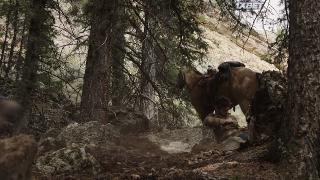 Дикая игра (2021)