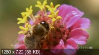 Молчание пчел / Silence of the Bees (2008) HDTVRip 720p