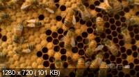 Молчание пчел / Silence of the Bees (2008) HDTVRip 720p