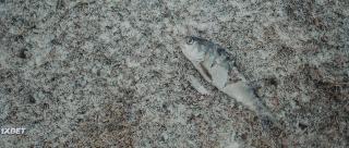  (2022)