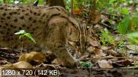 Дикие кошки Таиланда / Thailand's Wild Cats (2021) HDTVRip 720p