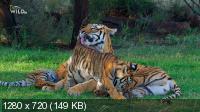 Дикие кошки Таиланда / Thailand's Wild Cats (2021) HDTVRip 720p