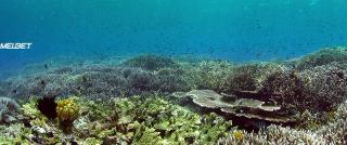 Алик и Альбер (2021)