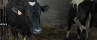 Альбатрос (2021)